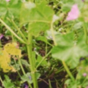 Meet your Posher, Sophie